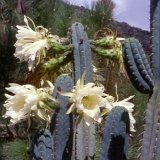 Trichocereus macrogonus (large plants) 42-50-55cm H available